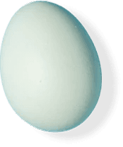Blue Egg